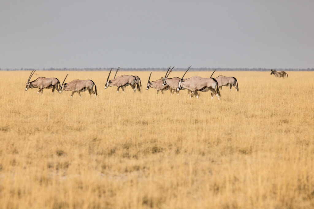 NA, animal, animals, antelope, antelopes, antilope, antilopen, etosha, etosha national park, gemsbock, gemsbok, king nehale gate road, namibia, oryx, spießbock, tier, tiere, world