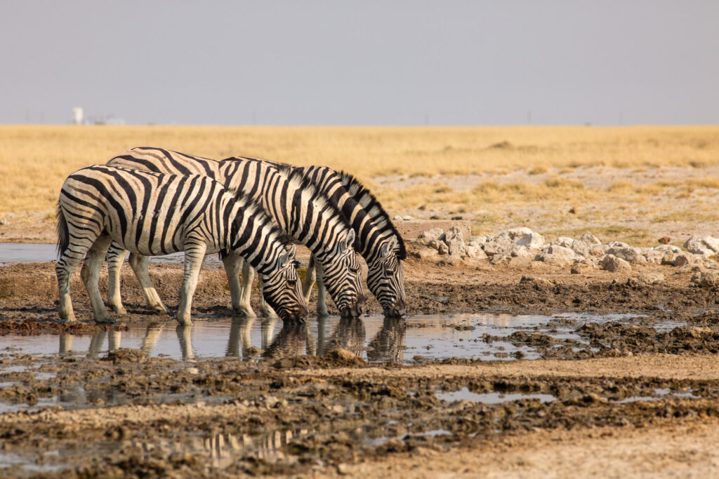 NA, andoni, etosha, etosha national park, namibia, wasserloch, waterhole, world