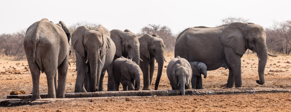 NA, animal, animals, elefant, elefanten, elephant, elephants, etosha, etosha national park, namibia, tier, tiere, tsumcor, wasserloch, waterhole, world