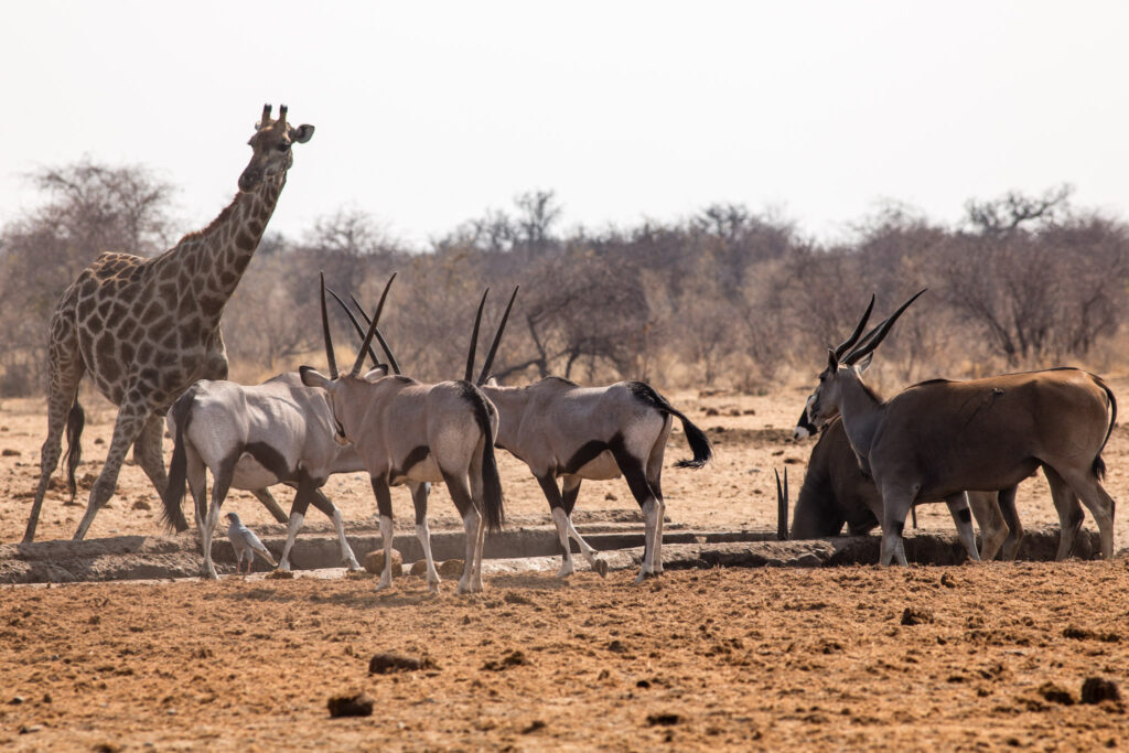 NA, animal, animals, antelope, antelopes, antilope, antilopen, eland, etosha, etosha national park, even-toed ungulate, gemsbock, gemsbok, giraffe, namibia, oryx, paarhufer, spießbock, tier, tiere, tsumcor, wasserloch, waterhole, world