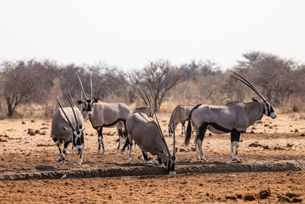 NA, animal, animals, antelope, antelopes, antilope, antilopen, etosha, etosha national park, gemsbock, gemsbok, namibia, oryx, spießbock, tier, tiere, tsumcor, wasserloch, waterhole, world