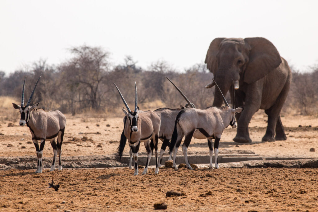 NA, animal, animals, antelope, antelopes, antilope, antilopen, elefant, elefanten, elephant, elephants, etosha, etosha national park, gemsbock, gemsbok, namibia, oryx, spießbock, tier, tiere, tsumcor, wasserloch, waterhole, world