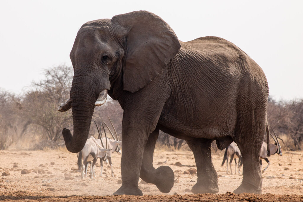 NA, animal, animals, elefant, elefanten, elephant, elephants, etosha, etosha national park, namibia, tier, tiere, tsumcor, wasserloch, waterhole, world