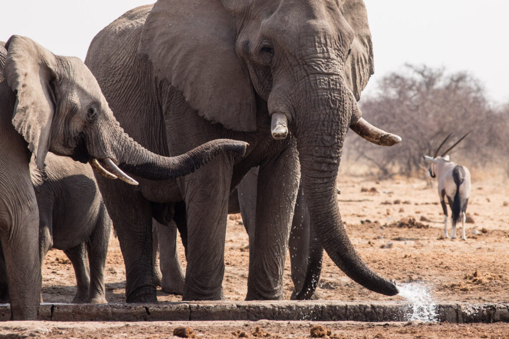 NA, animal, animals, elefant, elefanten, elephant, elephants, etosha, etosha national park, namibia, tier, tiere, tsumcor, wasserloch, waterhole, world