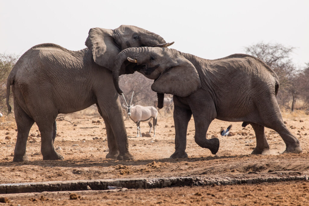 NA, animal, animals, elefant, elefanten, elephant, elephants, etosha, etosha national park, namibia, tier, tiere, tsumcor, wasserloch, waterhole, world
