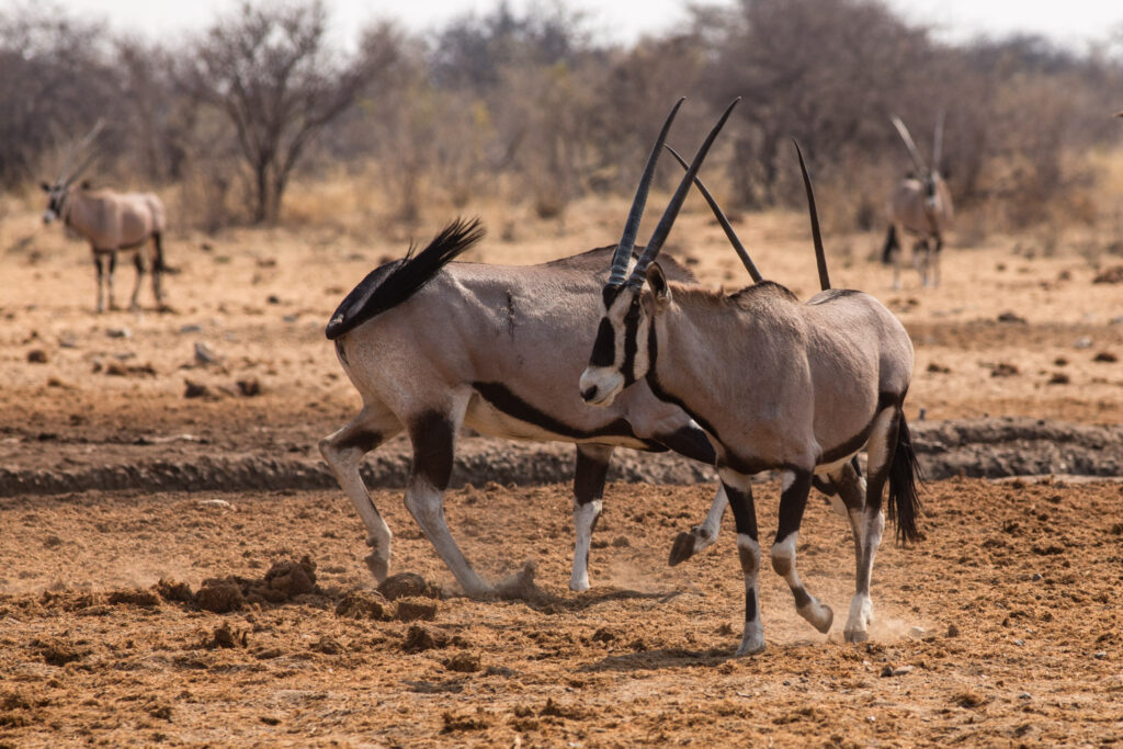 NA, animal, animals, antelope, antelopes, antilope, antilopen, etosha, etosha national park, gemsbock, gemsbok, namibia, oryx, spießbock, tier, tiere, tsumcor, wasserloch, waterhole, world