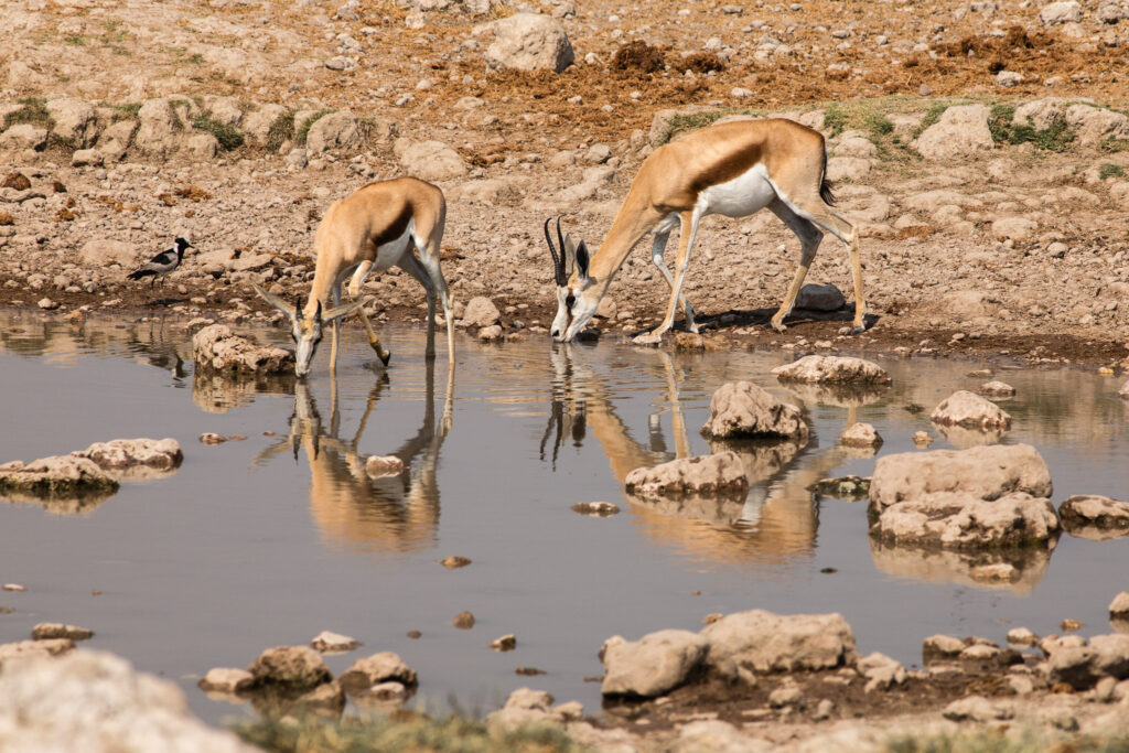 NA, animal, animals, antelope, antelopes, antilope, antilopen, etosha, etosha national park, klein okevi, namibia, springbock, tier, tiere, wasserloch, waterhole, world