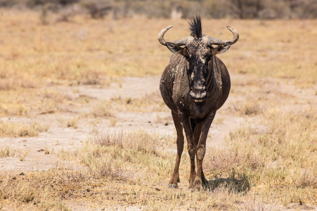 NA, c38, etosha, etosha national park, namibia, roads of namibia, straßen in namibia, world