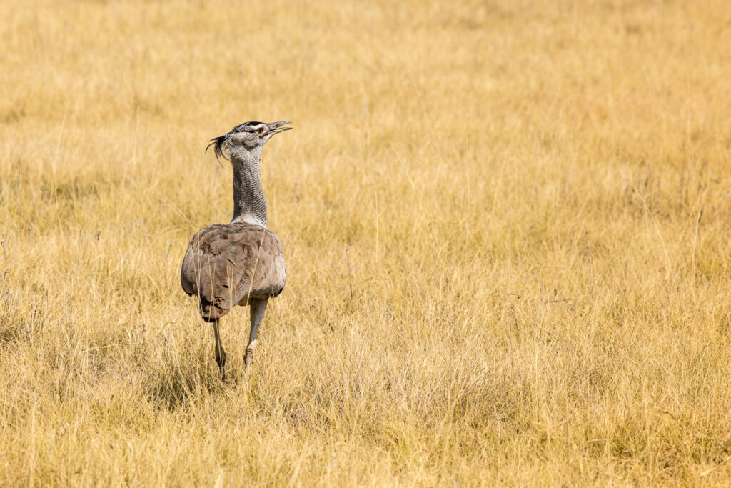 NA, animal, animals, bird, birds, c38, etosha, etosha national park, kori bustard, namibia, riesentrappe, roads of namibia, straßen in namibia, tier, tiere, vogel, vögel, world