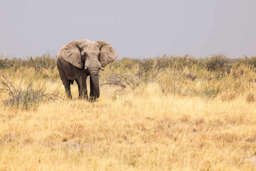 NA, animal, animals, c38, elefant, elefanten, elephant, elephants, etosha, etosha national park, namibia, roads of namibia, straßen in namibia, tier, tiere, world