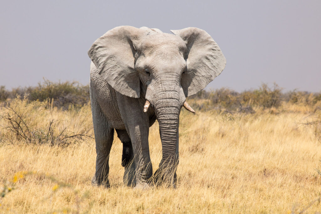 NA, animal, animals, c38, elefant, elefanten, elephant, elephants, etosha, etosha national park, namibia, roads of namibia, straßen in namibia, tier, tiere, world