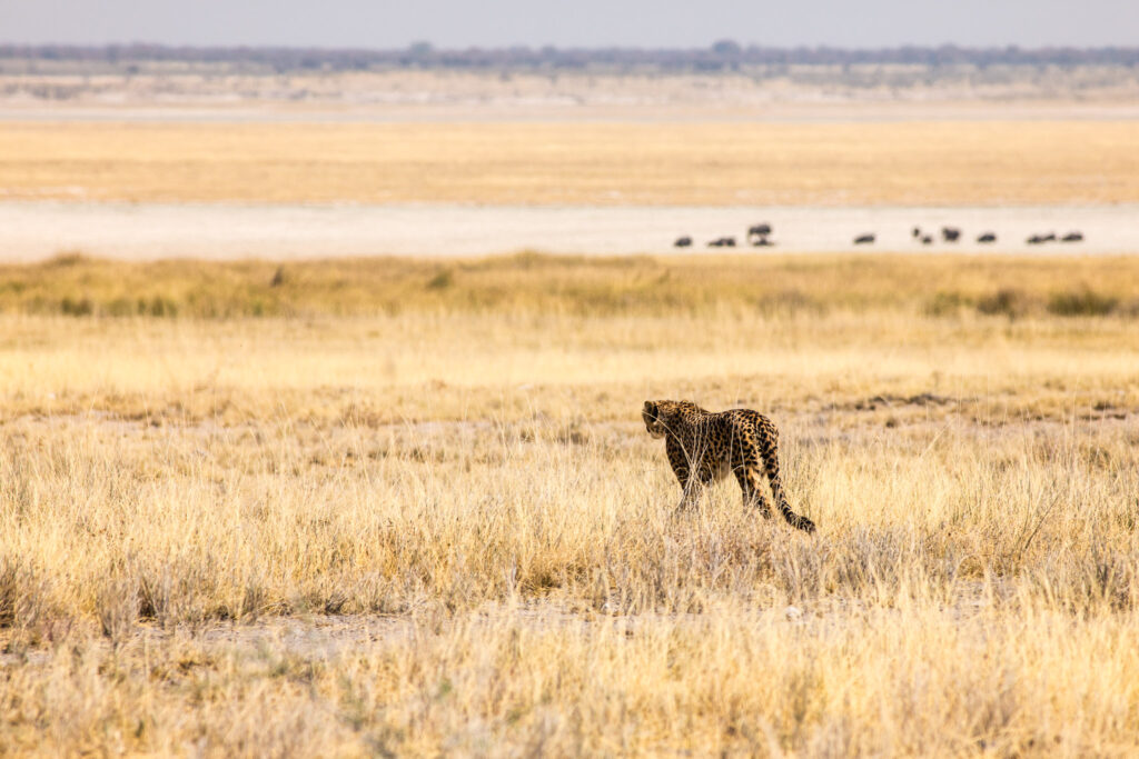 NA, animal, animals, cheetah, etosha, etosha national park, felidae, gepard, katzen, namibia, tier, tiere, world