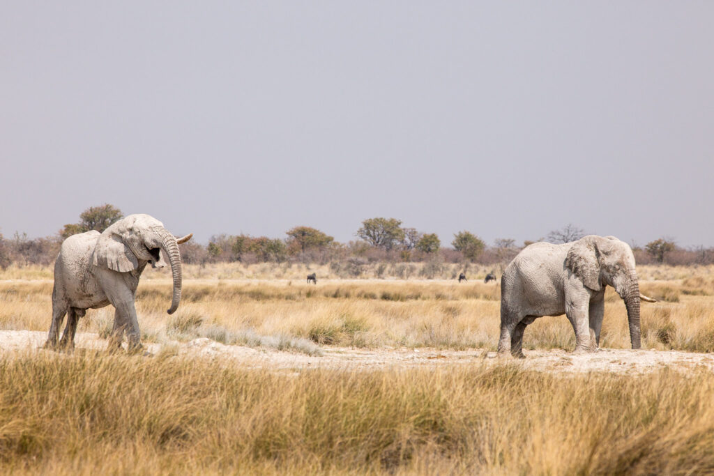 NA, batia, etosha, etosha national park, namibia, wasserloch, waterhole, world