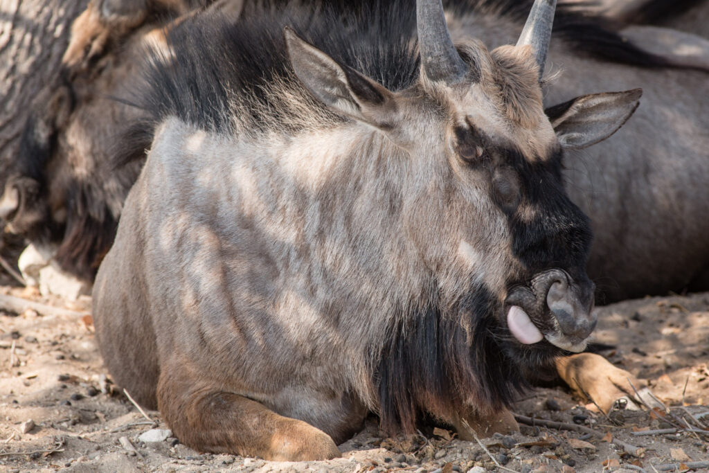 NA, etosha, etosha national park, namibia, world