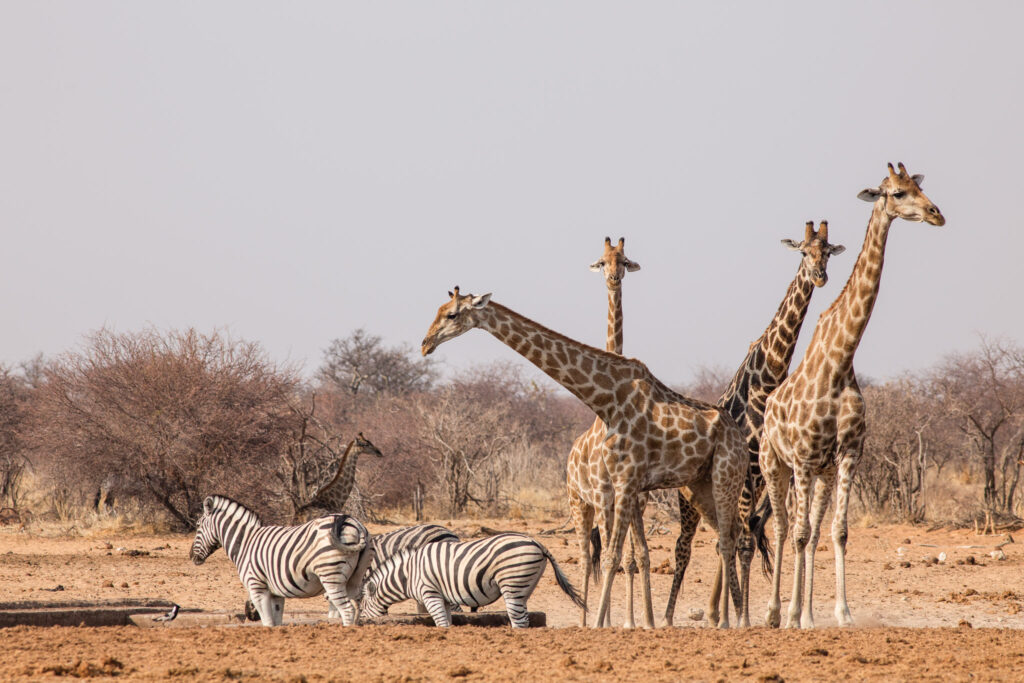 NA, animal, animals, equid, equidae, equids, etosha, etosha national park, even-toed ungulate, giraffe, namibia, paarhufer, tier, tiere, tsumcor, wasserloch, waterhole, world, zebra, zebras