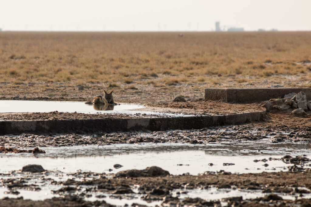 NA, andoni, animal, animals, canidae, etosha, etosha national park, hunde, jackal, jackals, namibia, schakal, schakale, tier, tiere, wasserloch, waterhole, world