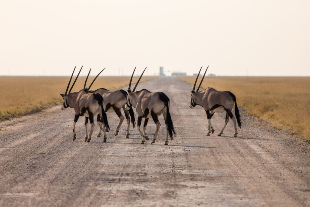 NA, animal, animals, antelope, antelopes, antilope, antilopen, etosha, etosha national park, gemsbock, gemsbok, king nehale gate road, namibia, oryx, spießbock, tier, tiere, world