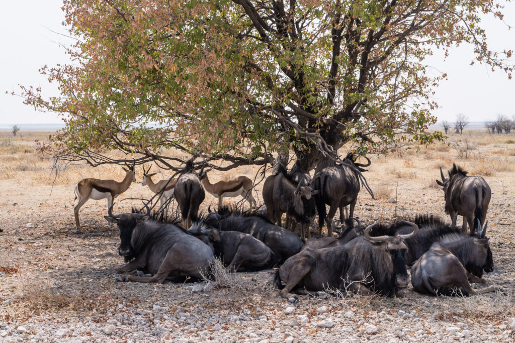 NA, animal, animals, antelope, antelopes, antilope, antilopen, c38, etosha, etosha national park, gnu, gnus, namibia, roads of namibia, springbock, straßen in namibia, tier, tiere, wildebeest, world