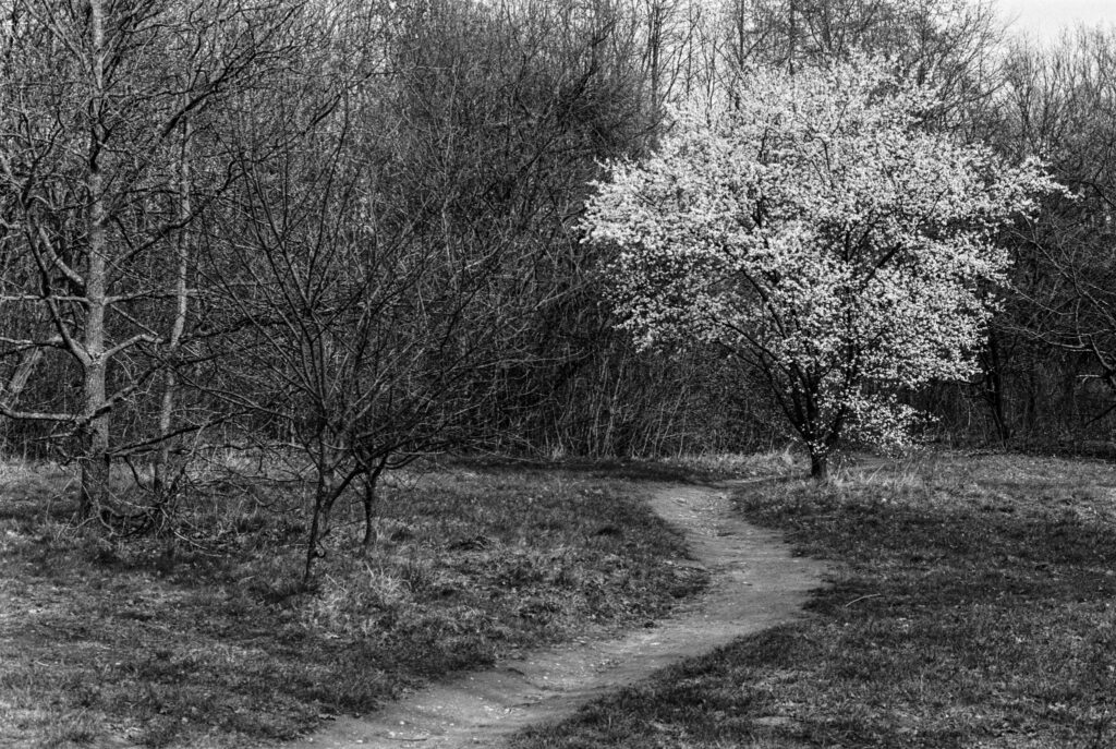 b&w, black and white, bw, cologne, dellbrück, film, fotografie, kodak, köln, photography, phototech, project, projekt, schwarzweiß, stadtbezirk 9 - mülheim, sw, tri-x 400