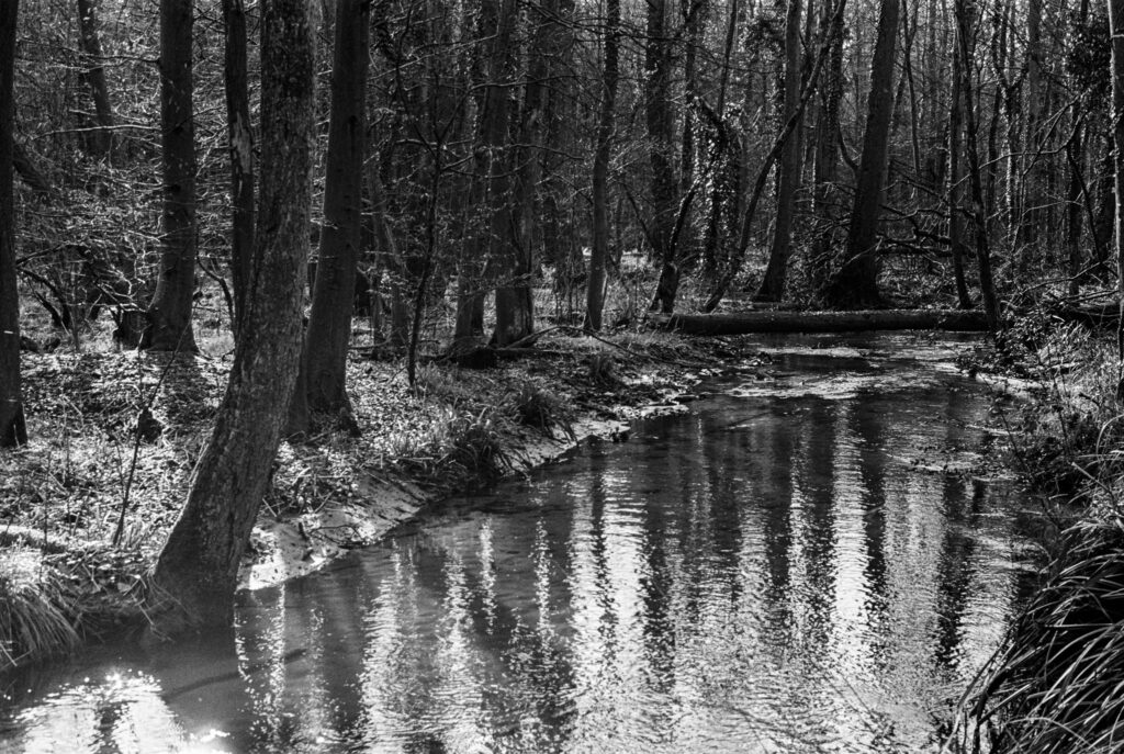 b&w, black and white, bw, cologne, dellbrück, film, fotografie, kodak, köln, photography, phototech, project, projekt, schwarzweiß, stadtbezirk 9 - mülheim, sw, tri-x 400