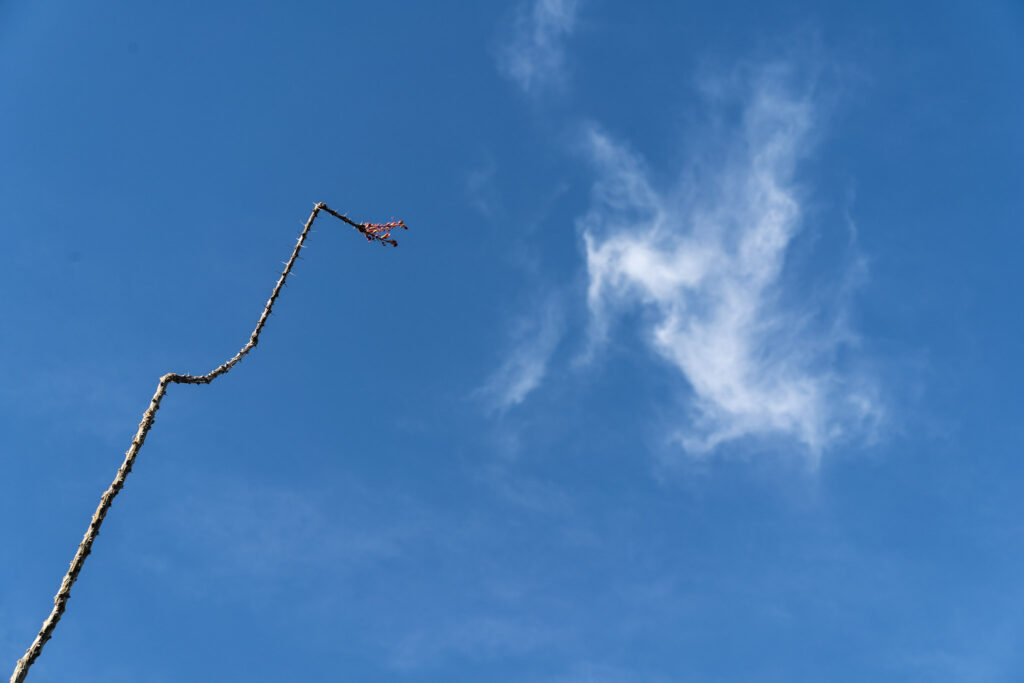 TX, US, US-TX, USA, big bend ranch state park, texas, united states, united states of america, vereinigte staaten, world