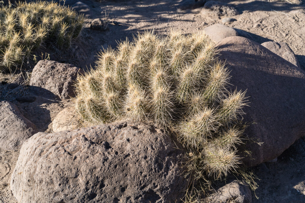 TX, US, US-TX, USA, big bend ranch state park, texas, united states, united states of america, vereinigte staaten, world