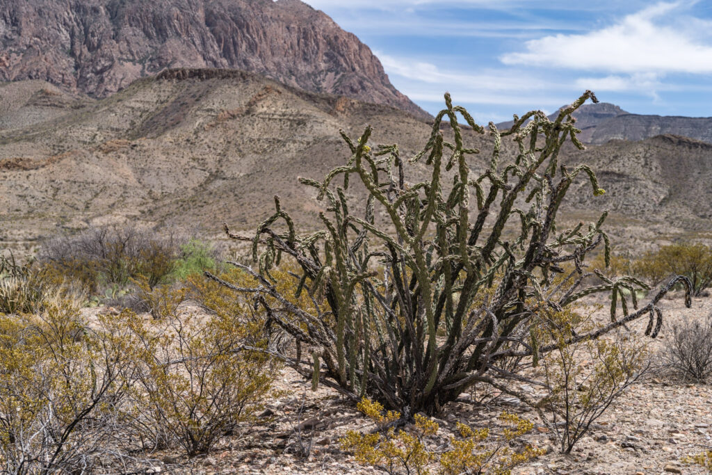 TX, US, US-TX, USA, big bend national park, texas, united states, united states of america, vereinigte staaten, world
