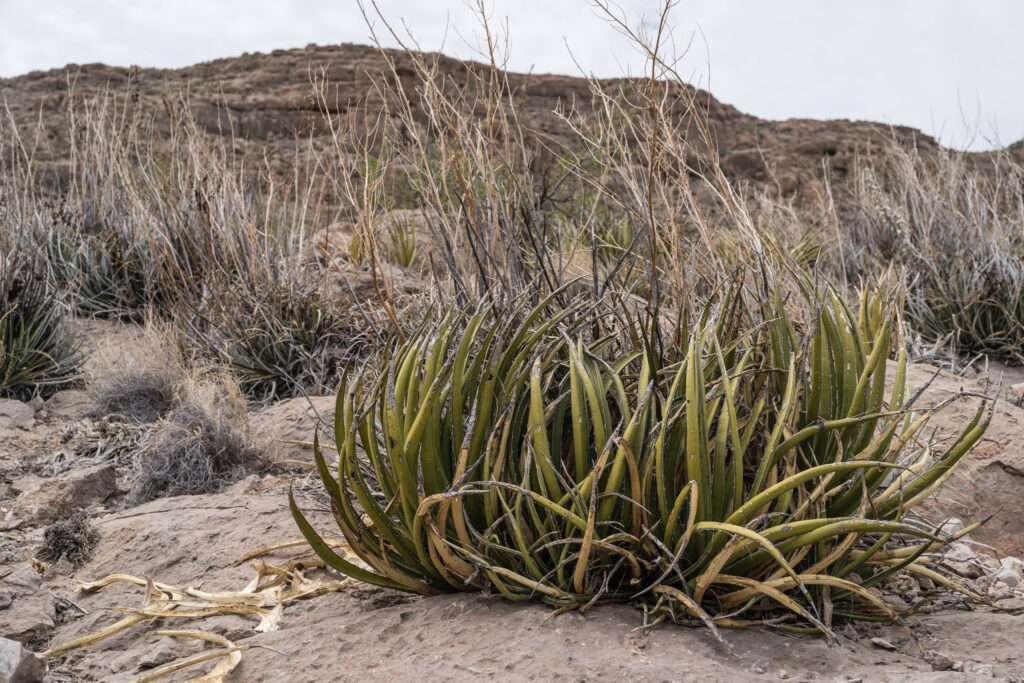TX, US, US-TX, USA, big bend national park, texas, united states, united states of america, vereinigte staaten, world