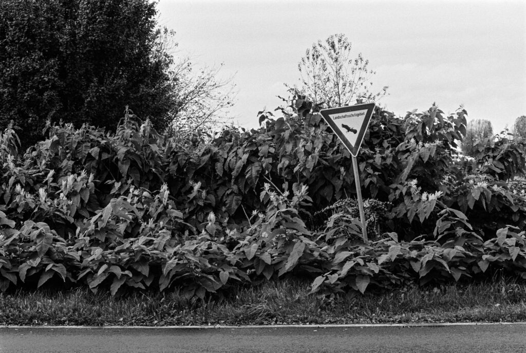 b&w, black and white, bw, cologne, dellbrück, film, fotografie, kodak, köln, photography, phototech, project, projekt, schwarzweiß, stadtbezirk 9 - mülheim, sw, tri-x 400