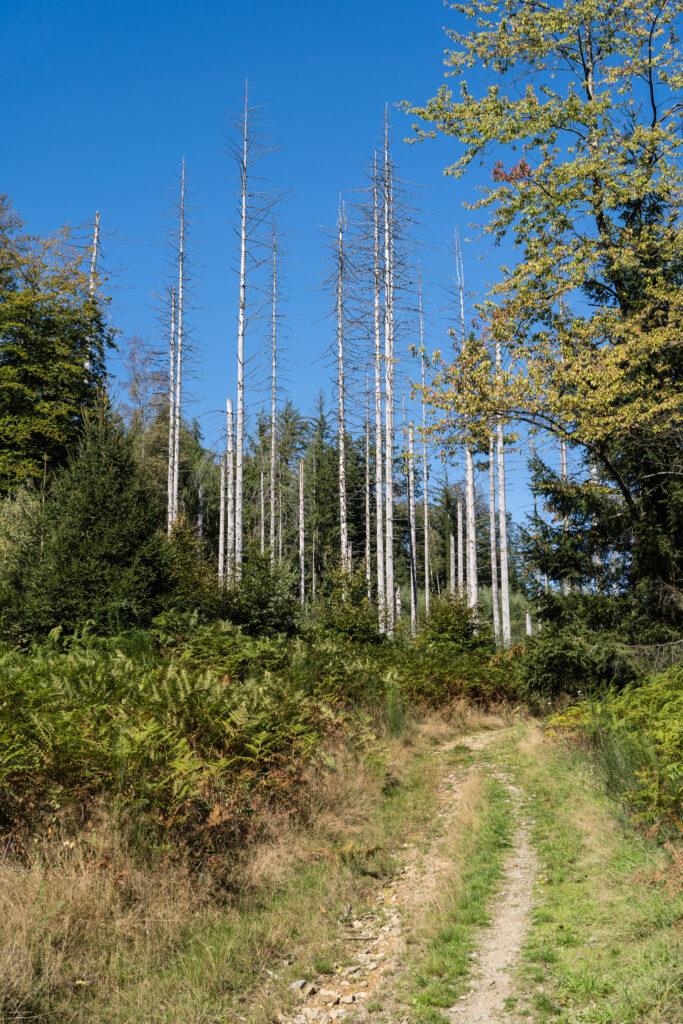 DE, DE-NW, NRW, bergisches land, deutschland, germany, landscape, landschaft, nordrhein-westfalen, northrhine-westfalia, world