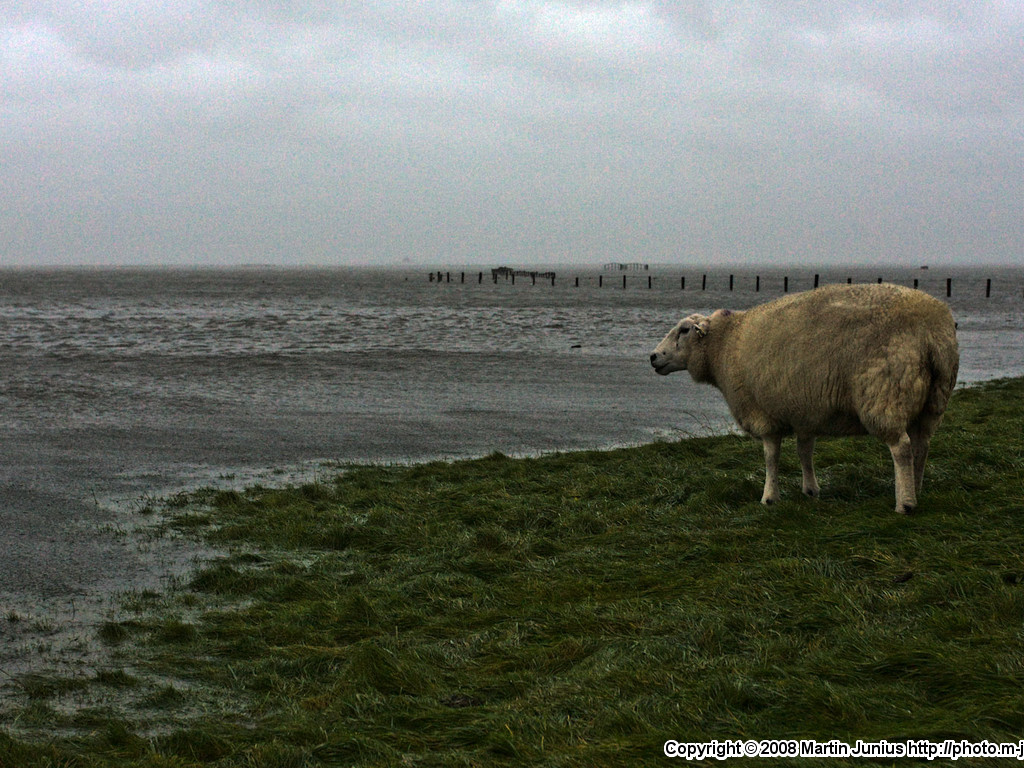 Hallig Gröde 2008