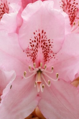 Cologne - Rhododendron 1