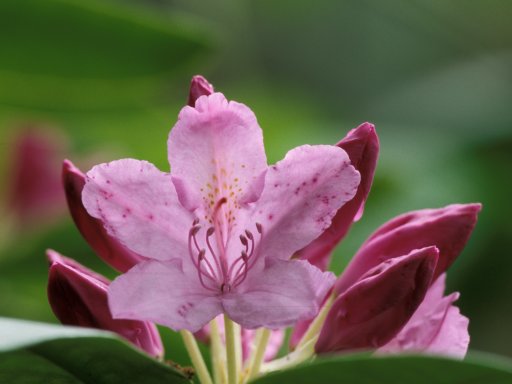 Cologne - Rhododendron 3
