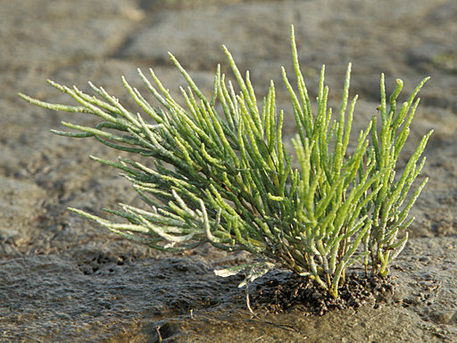 Hallig Gröde - Glasswort on Dryland