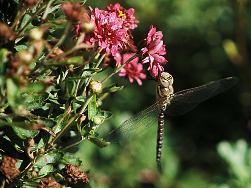 Hallig Gröde - Butterflies and Dragonflies 3